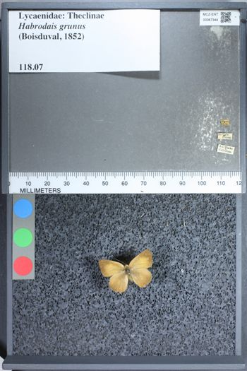 Media type: image;   Entomology 67344